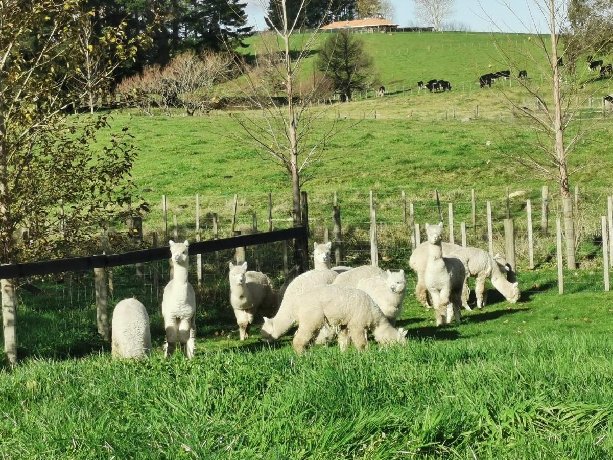 Silverstream Alpaca Farmstay & Tour Kaiapoi Exterior photo