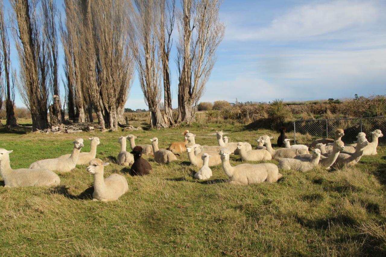 Silverstream Alpaca Farmstay & Tour Kaiapoi Exterior photo