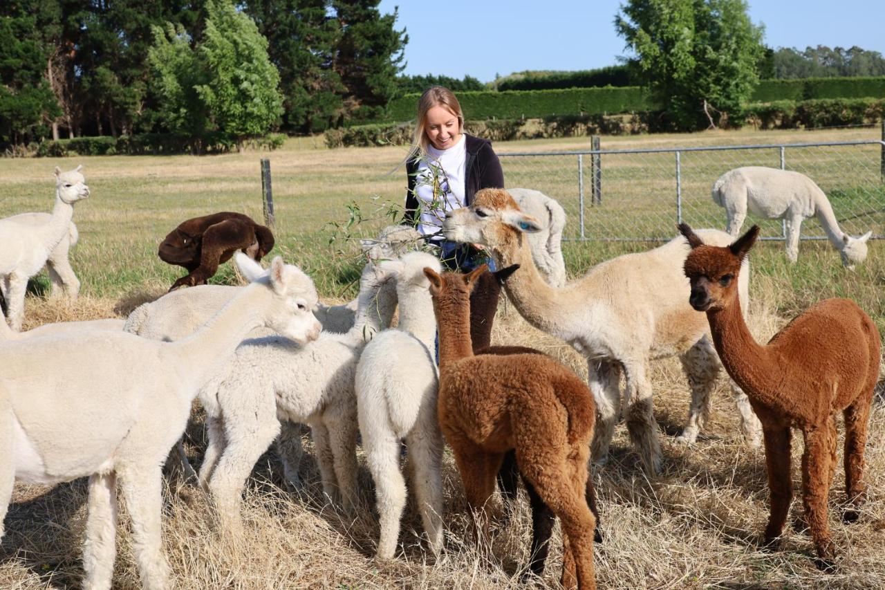 Silverstream Alpaca Farmstay & Tour Kaiapoi Exterior photo