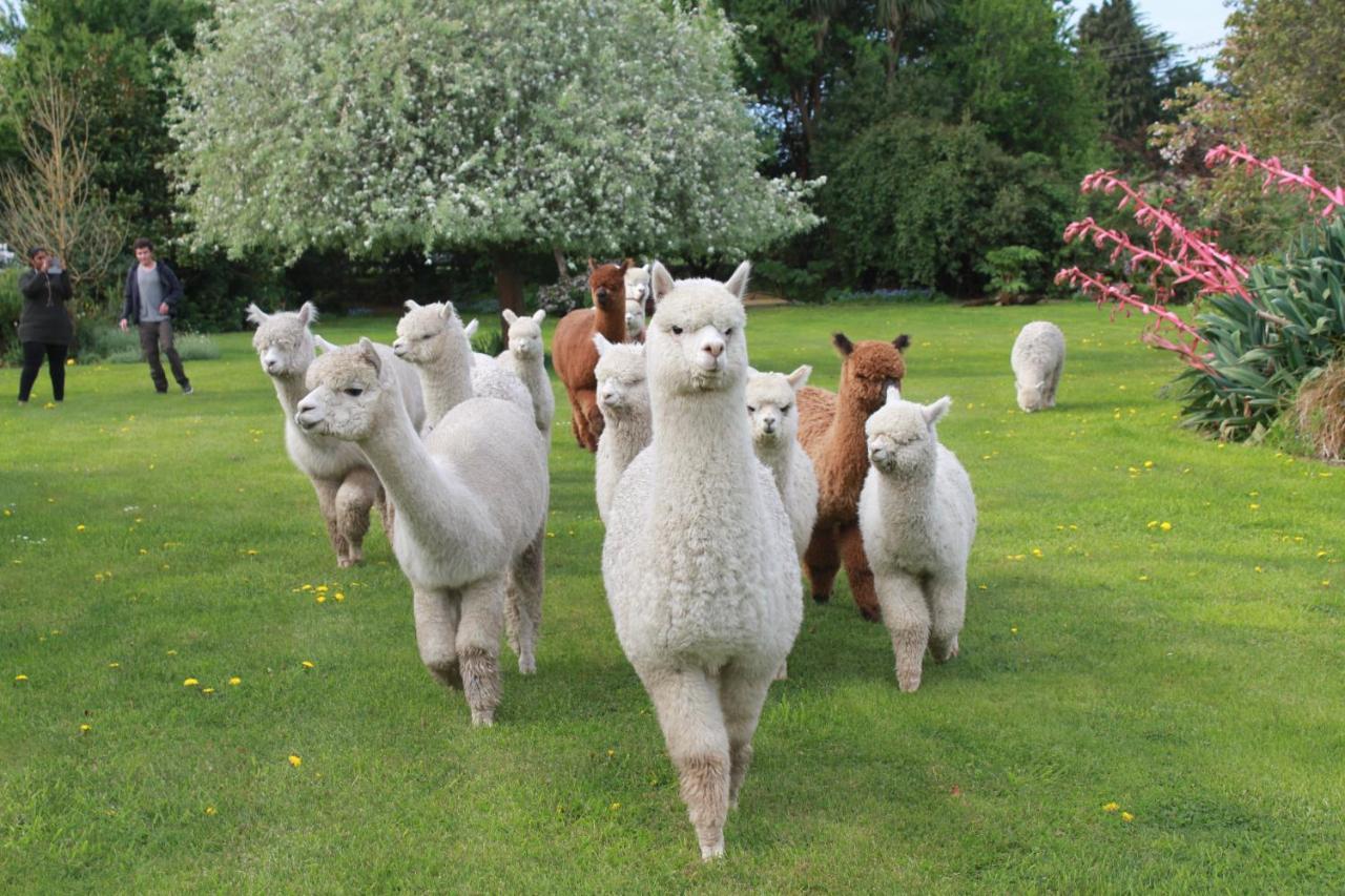 Silverstream Alpaca Farmstay & Tour Kaiapoi Exterior photo