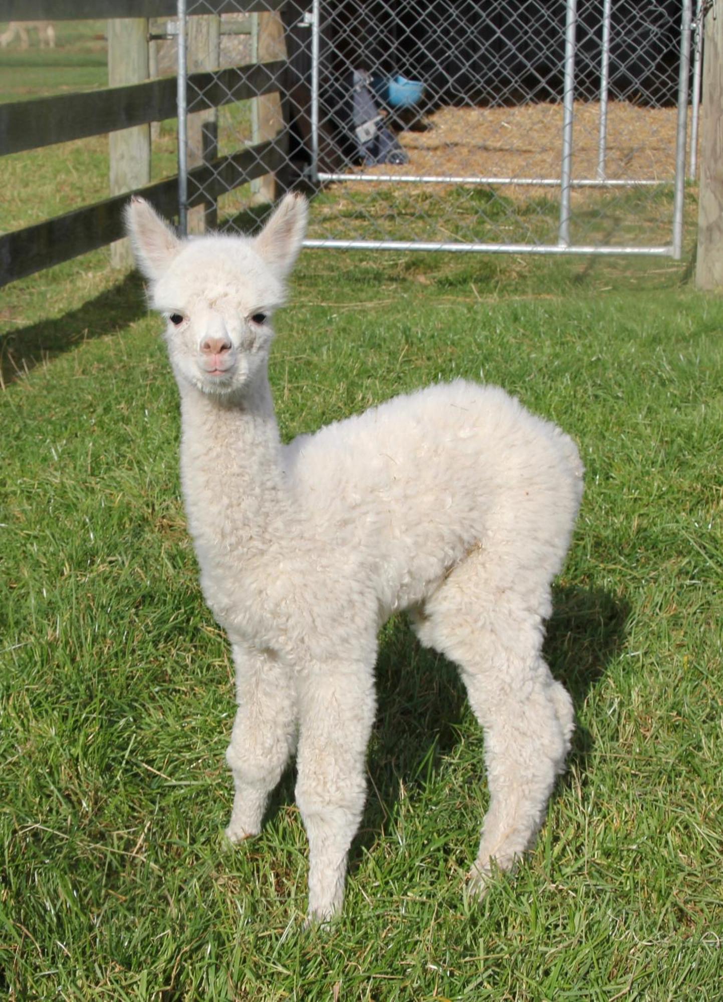 Silverstream Alpaca Farmstay & Tour Kaiapoi Exterior photo