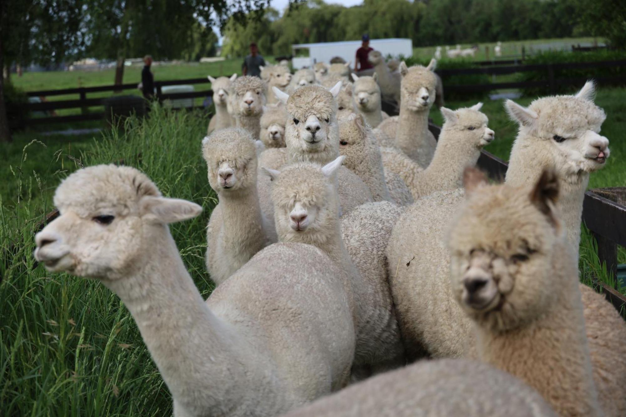 Silverstream Alpaca Farmstay & Tour Kaiapoi Exterior photo