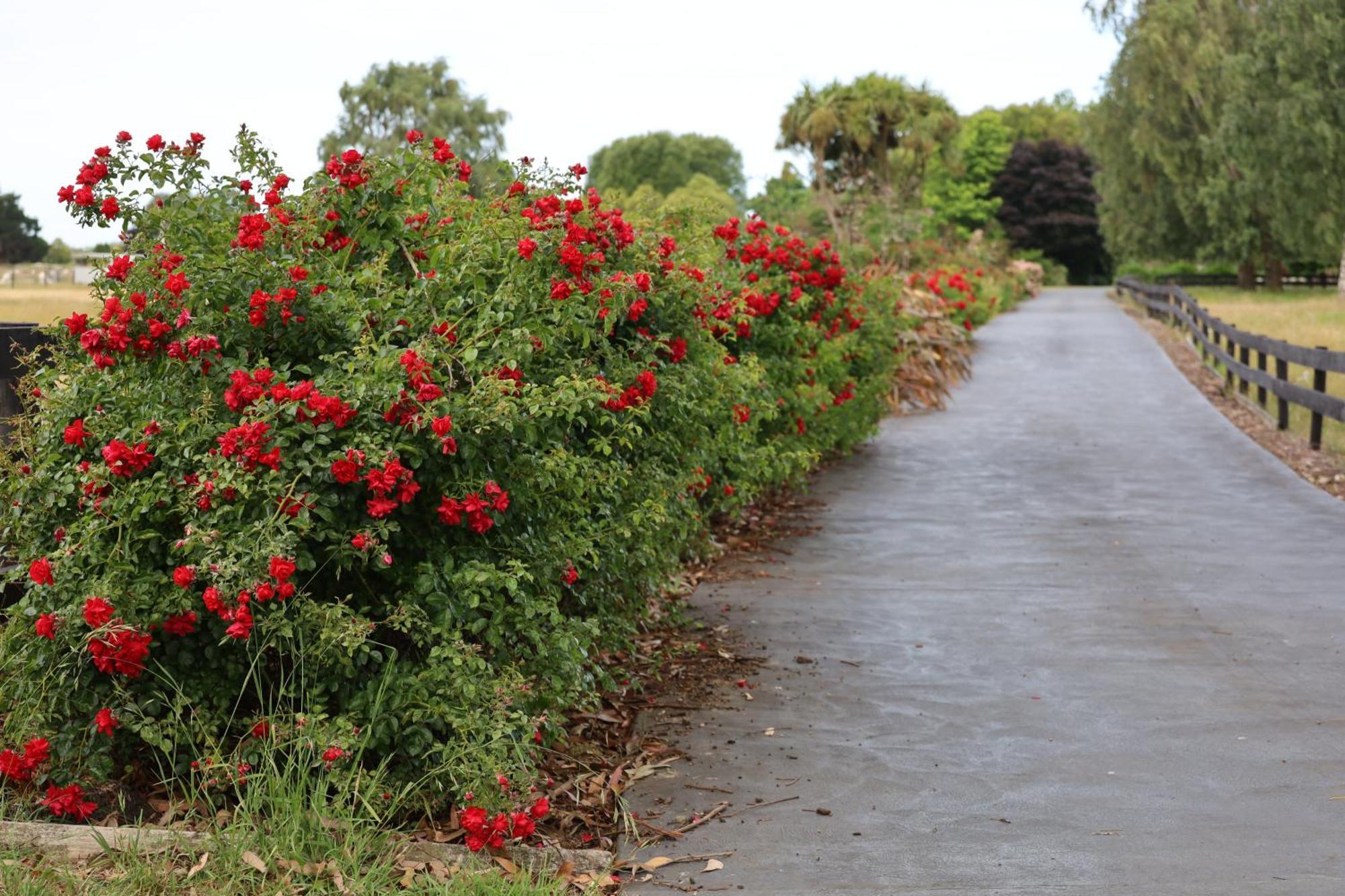 Silverstream Alpaca Farmstay & Tour Kaiapoi Exterior photo