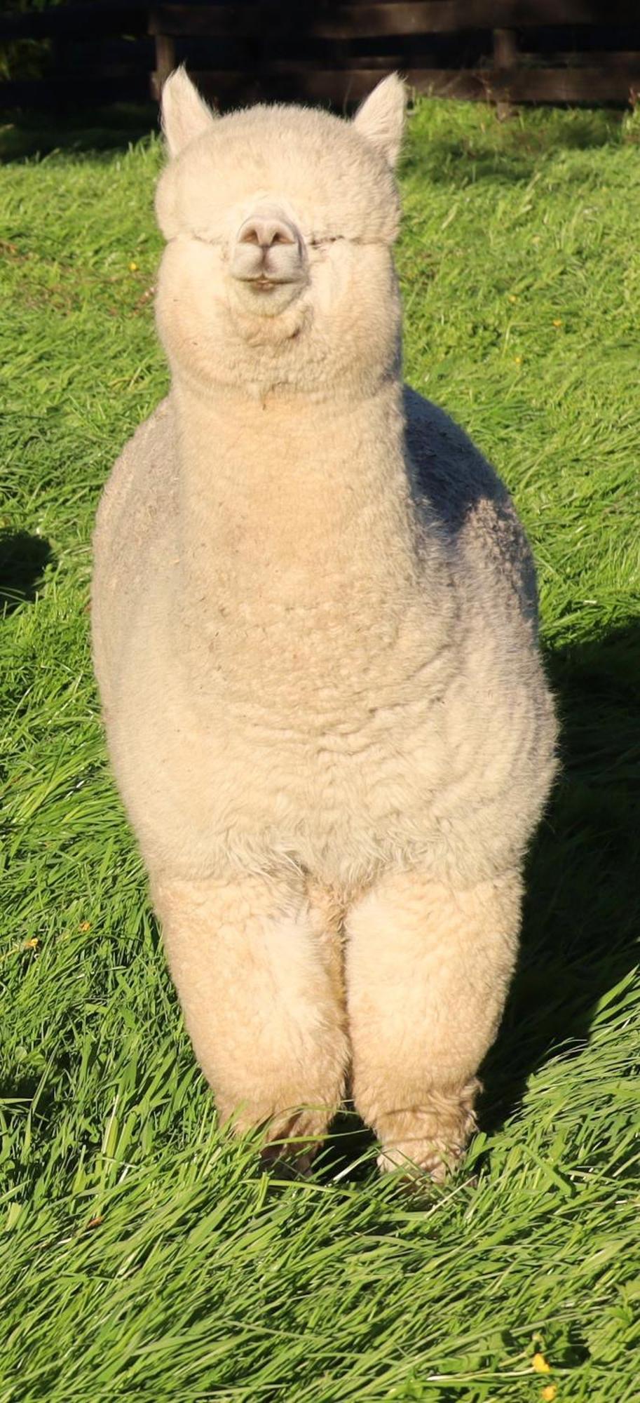 Silverstream Alpaca Farmstay & Tour Kaiapoi Exterior photo