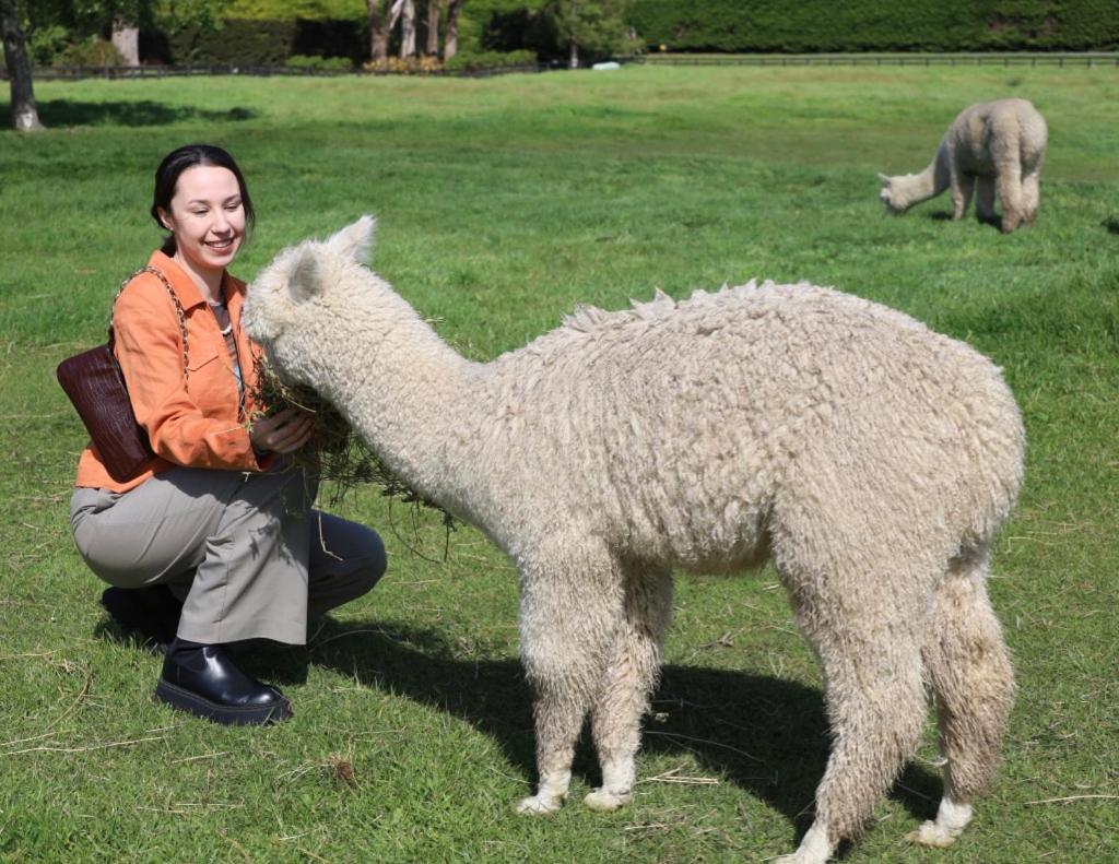 Silverstream Alpaca Farmstay & Tour Kaiapoi Exterior photo