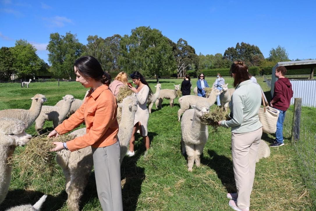 Silverstream Alpaca Farmstay & Tour Kaiapoi Exterior photo