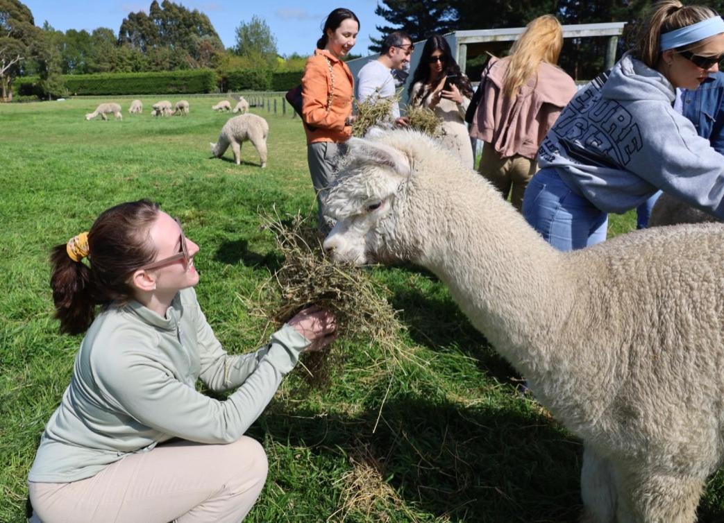 Silverstream Alpaca Farmstay & Tour Kaiapoi Exterior photo