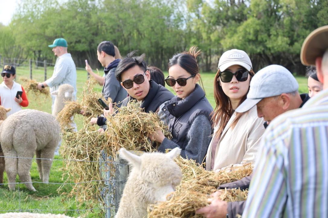 Silverstream Alpaca Farmstay & Tour Kaiapoi Exterior photo