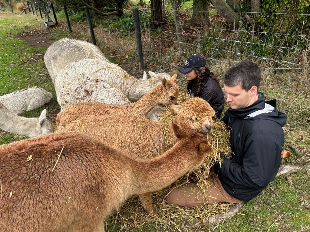 Silverstream Alpaca Farmstay & Tour Kaiapoi Exterior photo