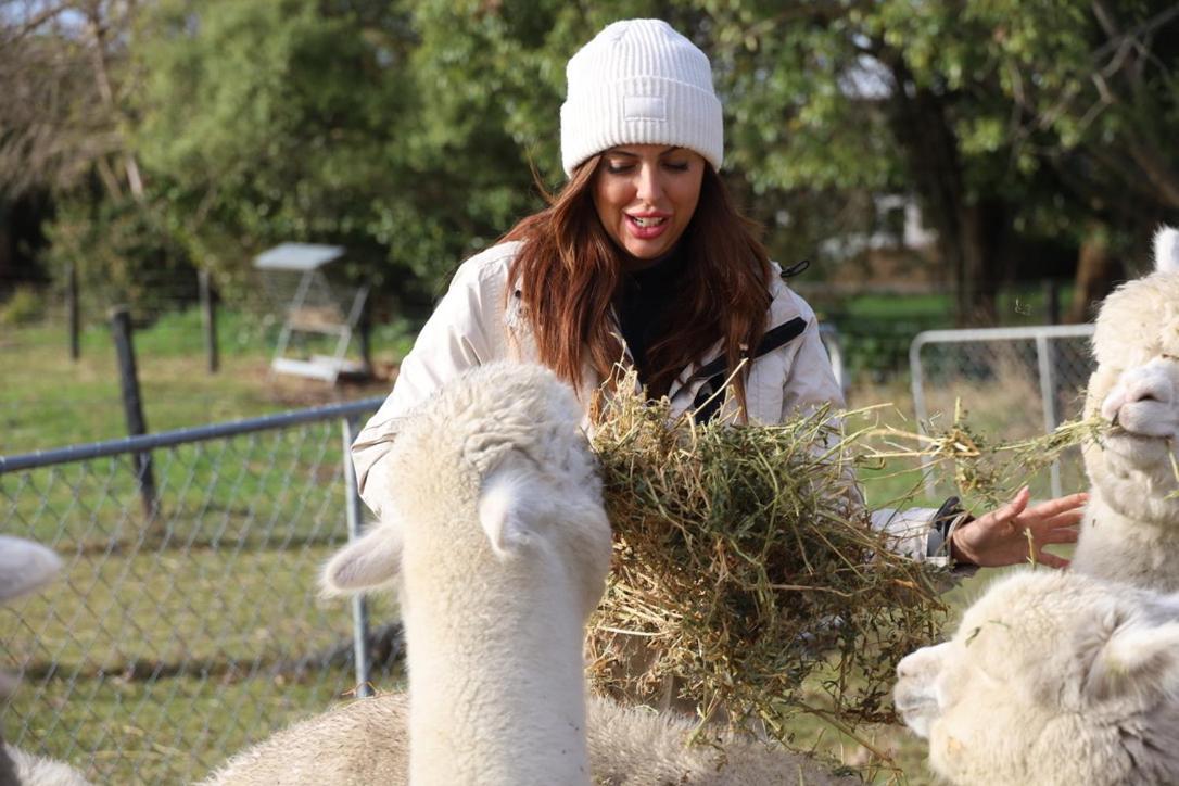 Silverstream Alpaca Farmstay & Tour Kaiapoi Exterior photo