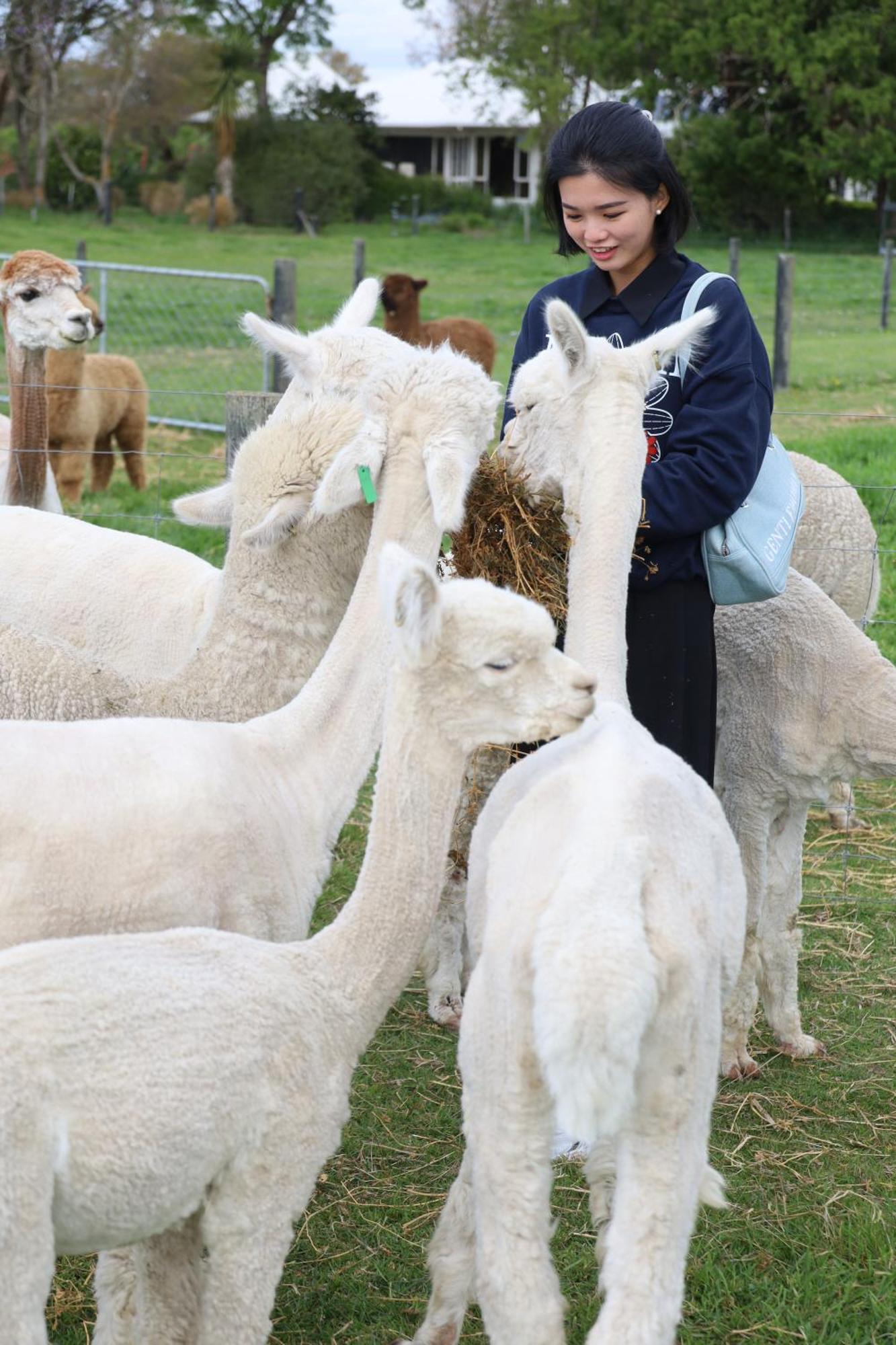 Silverstream Alpaca Farmstay & Tour Kaiapoi Exterior photo