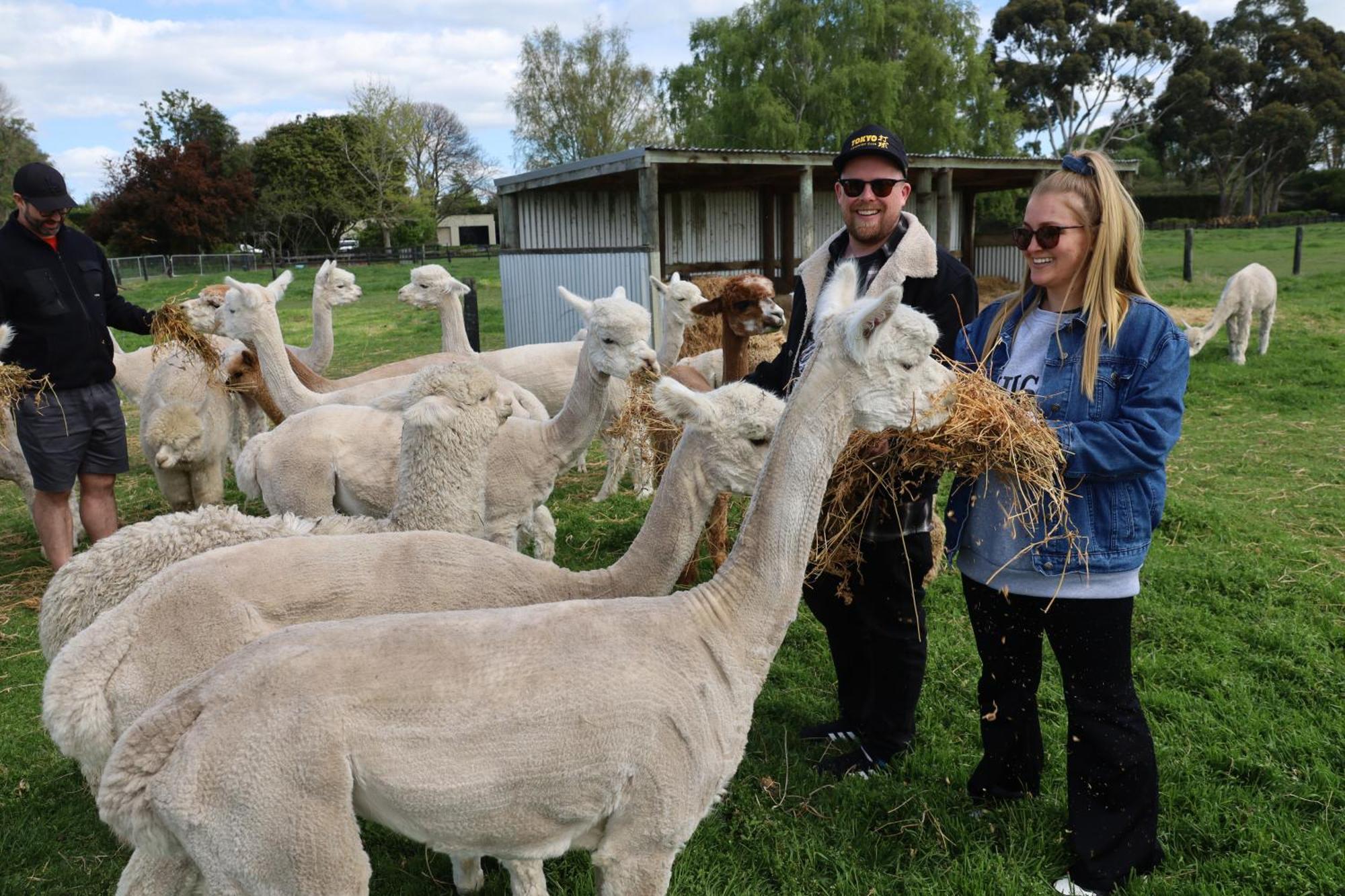 Silverstream Alpaca Farmstay & Tour Kaiapoi Exterior photo