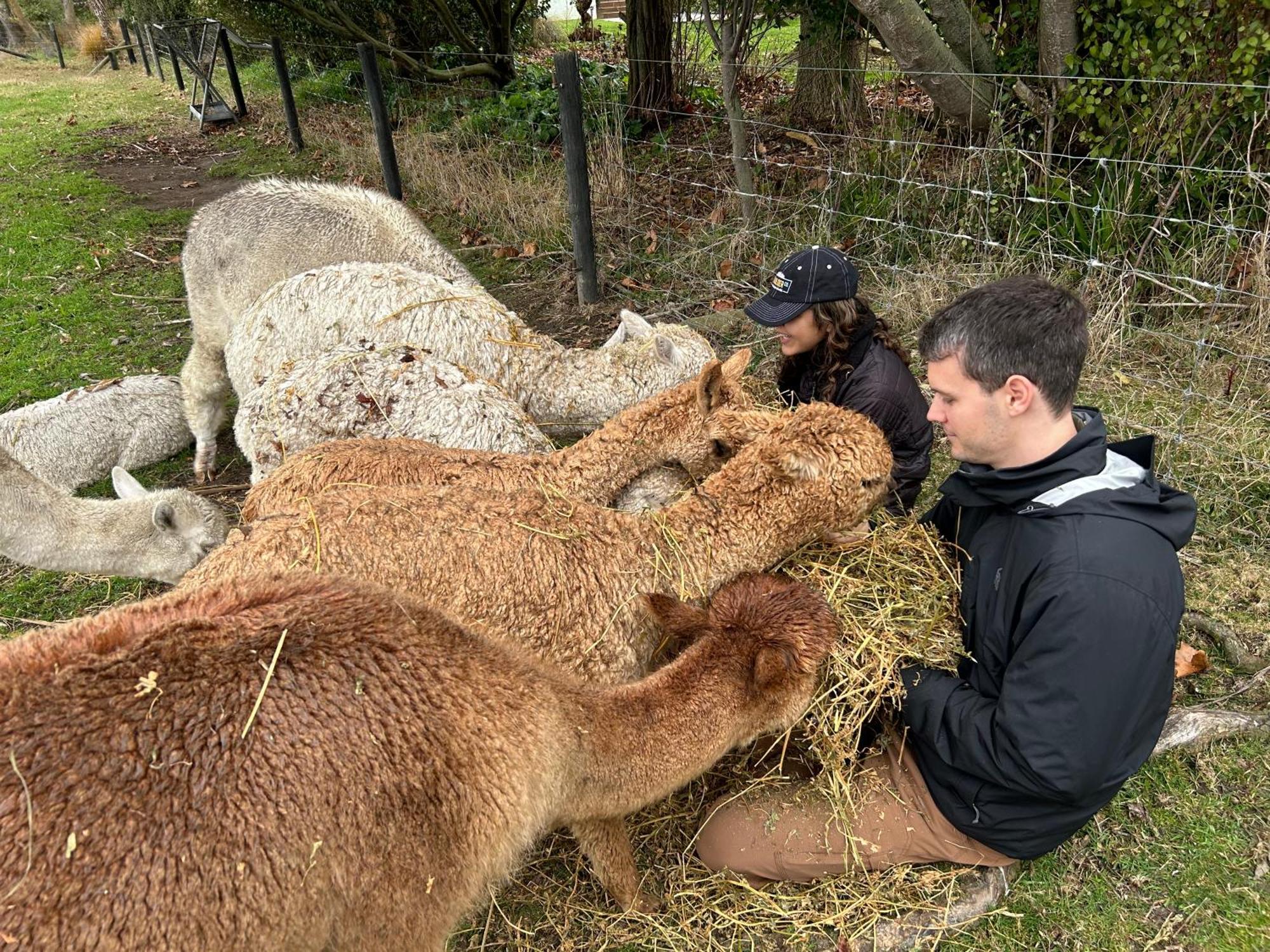 Silverstream Alpaca Farmstay & Tour Kaiapoi Exterior photo