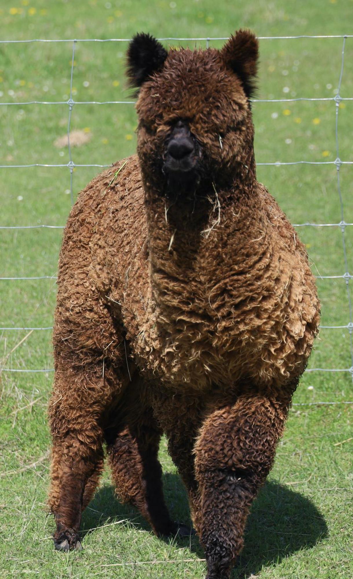 Silverstream Alpaca Farmstay & Tour Kaiapoi Exterior photo