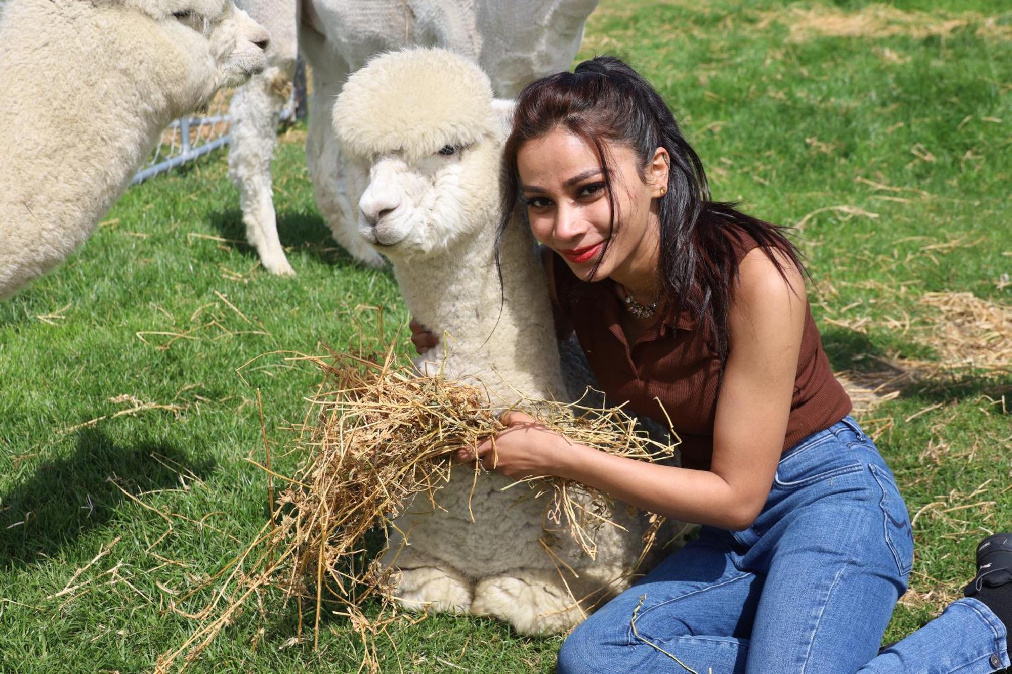 Silverstream Alpaca Farmstay & Tour Kaiapoi Exterior photo